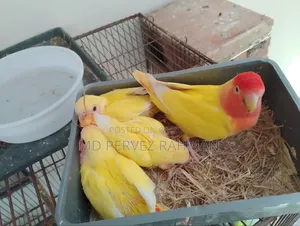 লাভ বার্ড বাচ্চা