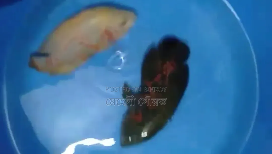 অস্কার মাছ ২ পিস