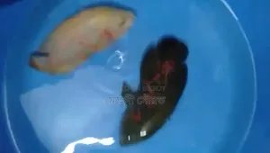 অস্কার মাছ ২ পিস