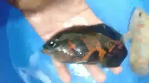 অস্কার মাছ ২ পিস