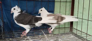 গররা সার্টিন ক্রস বেবি পেয়ার।