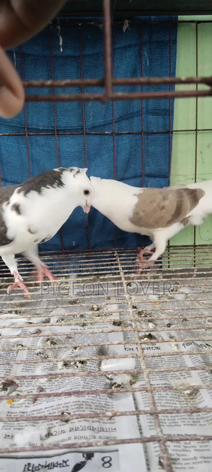 গররা সার্টিন ক্রস বেবি পেয়ার।