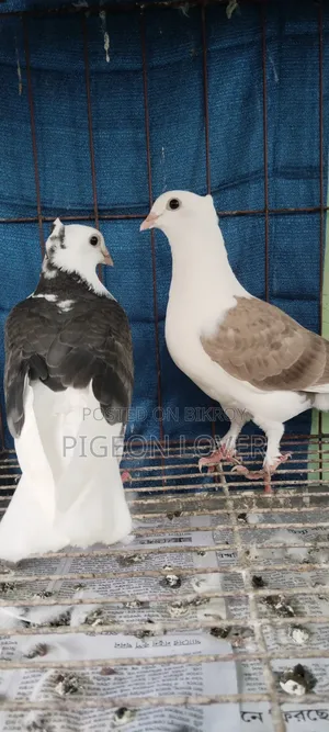 গররা সার্টিন ক্রস বেবি পেয়ার।