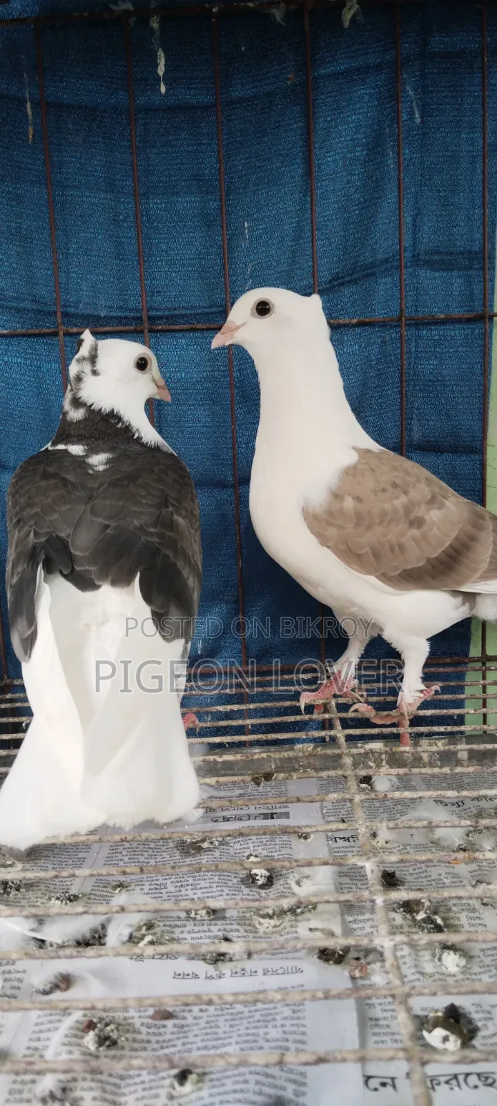 গররা সার্টিন ক্রস বেবি পেয়ার।