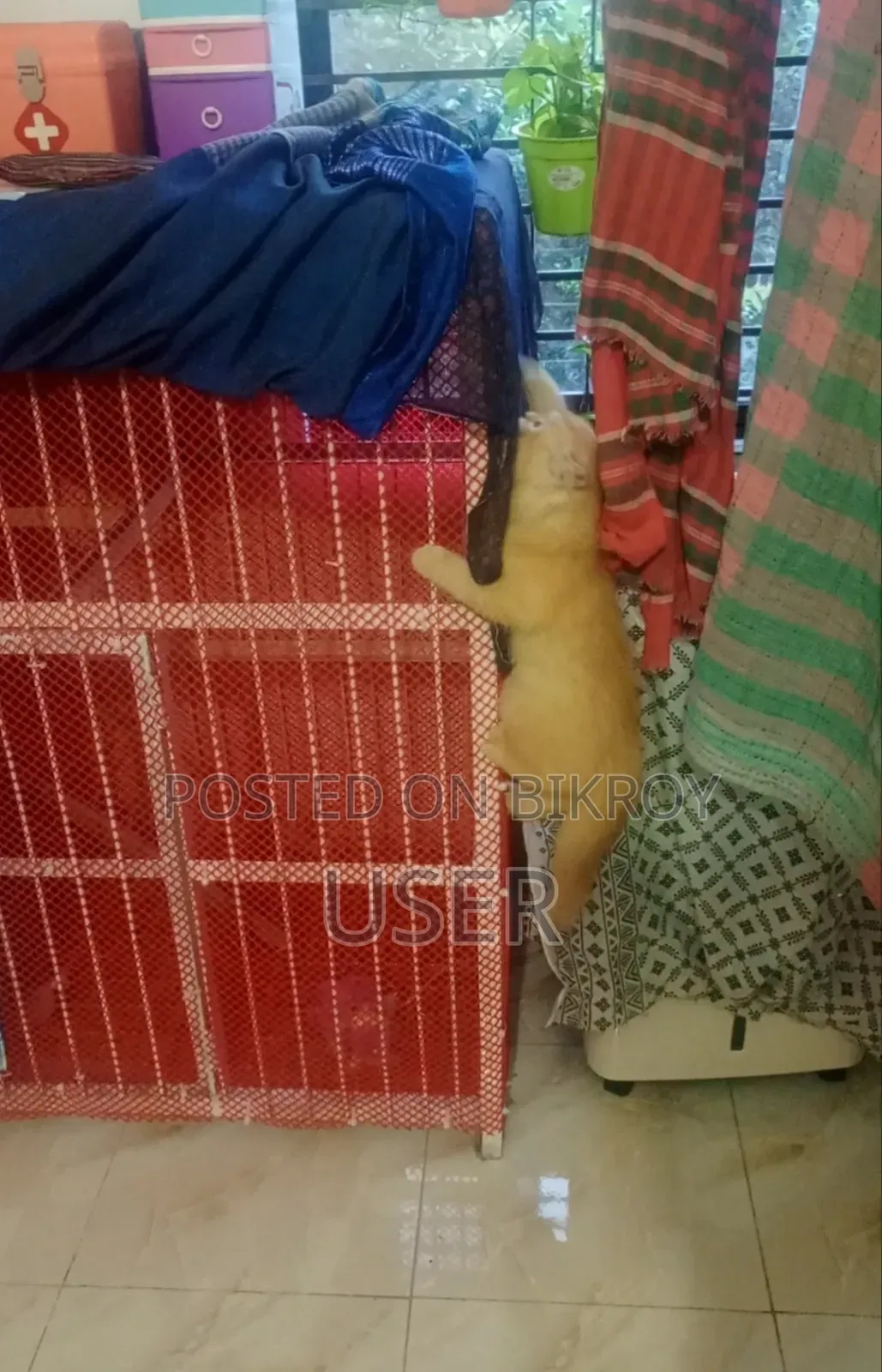 বড় একটি পার্শিয়ান বিড়ালের খাঁচা বিক্রি করতে চাই