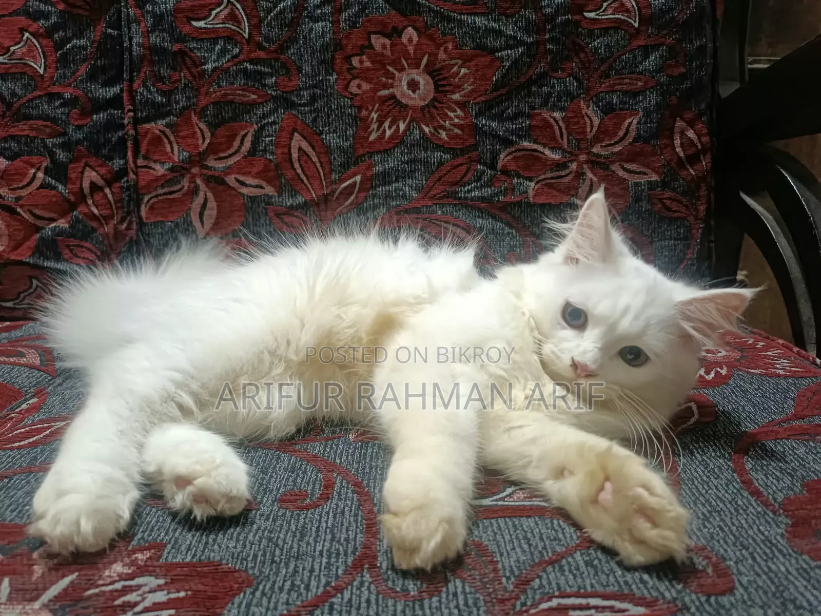 ১-৩ মাসের মেল পিওরব্রেড পার্সিয়ান