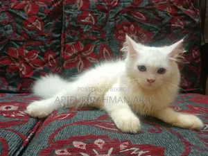 ১-৩ মাসের মেল পিওরব্রেড পার্সিয়ান