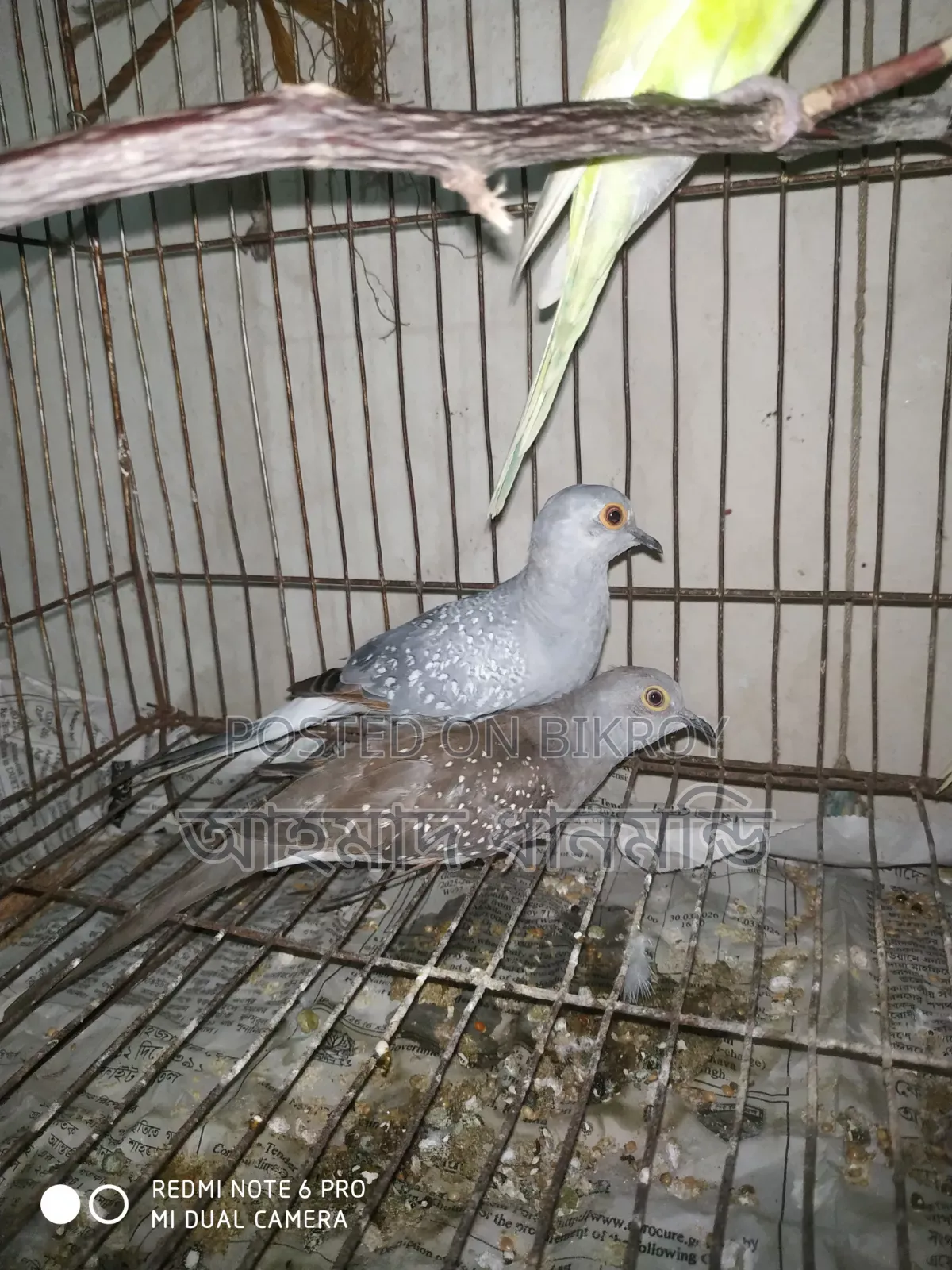 পাখি বিক্রি