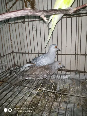 পাখি বিক্রি