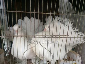 লক্ষা কবুতর