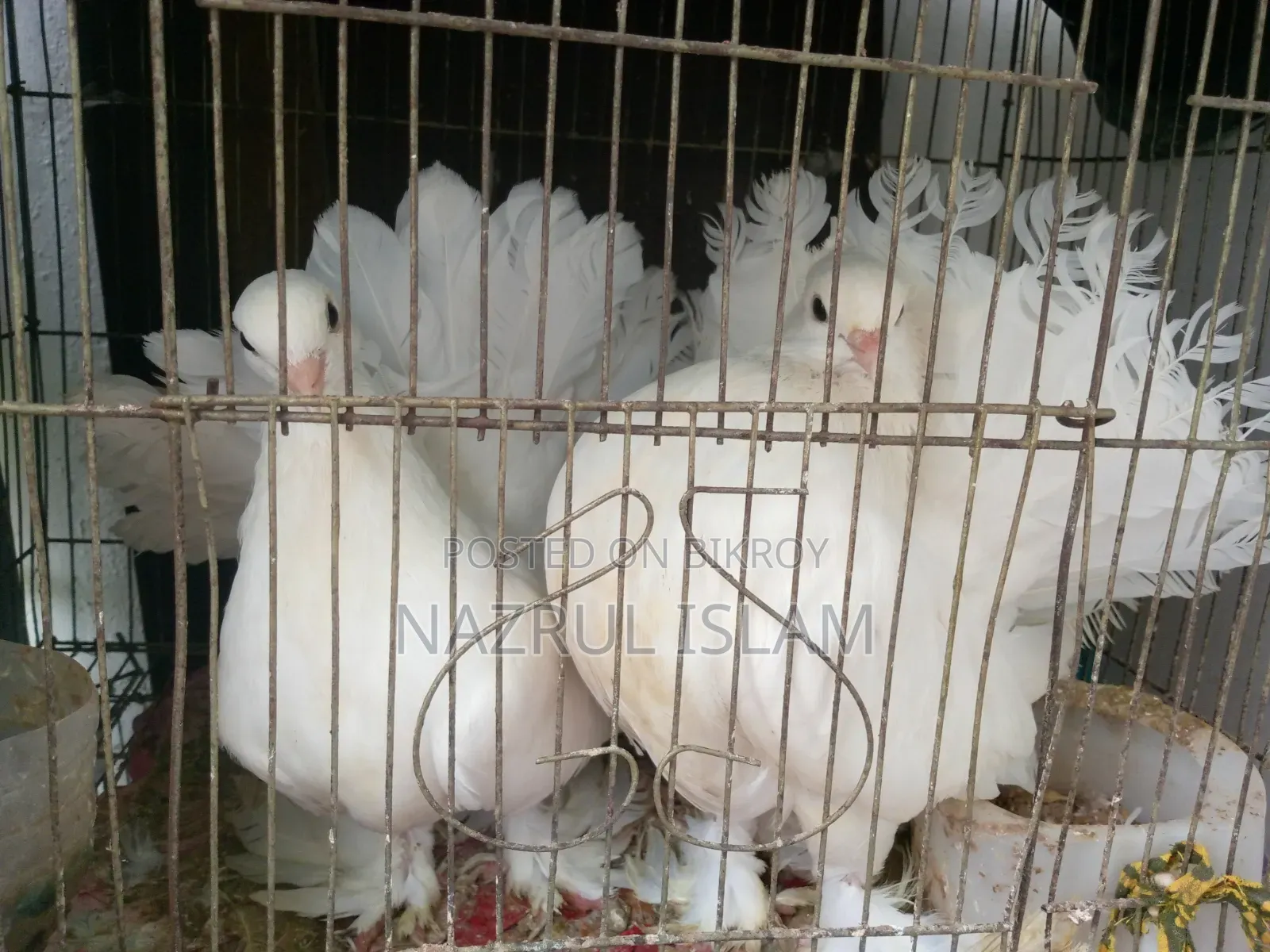 লক্ষা কবুতর