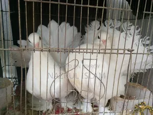 লক্ষা কবুতর