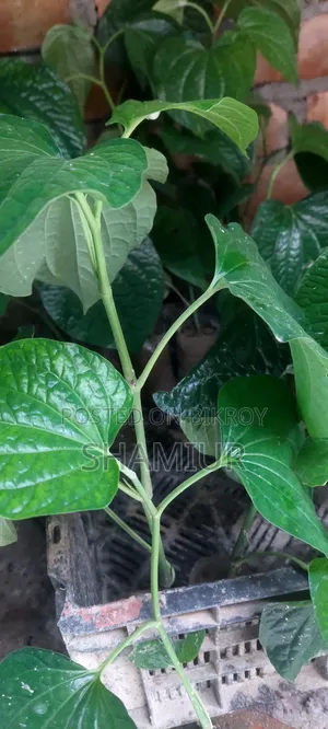 Choijhal Sapling for Sale