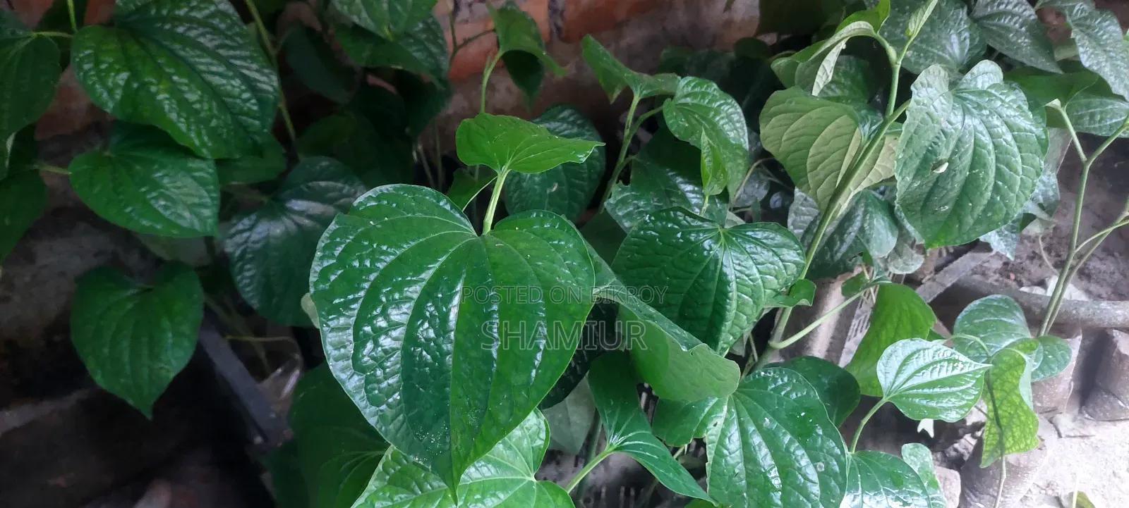 Choijhal Sapling for Sale