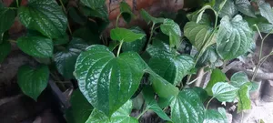 Choijhal Sapling for Sale