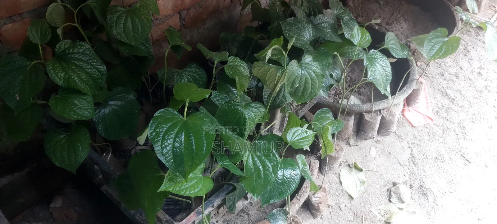 Choijhal Sapling for Sale