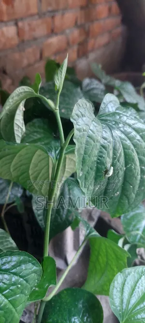 Choijhal Sapling for Sale