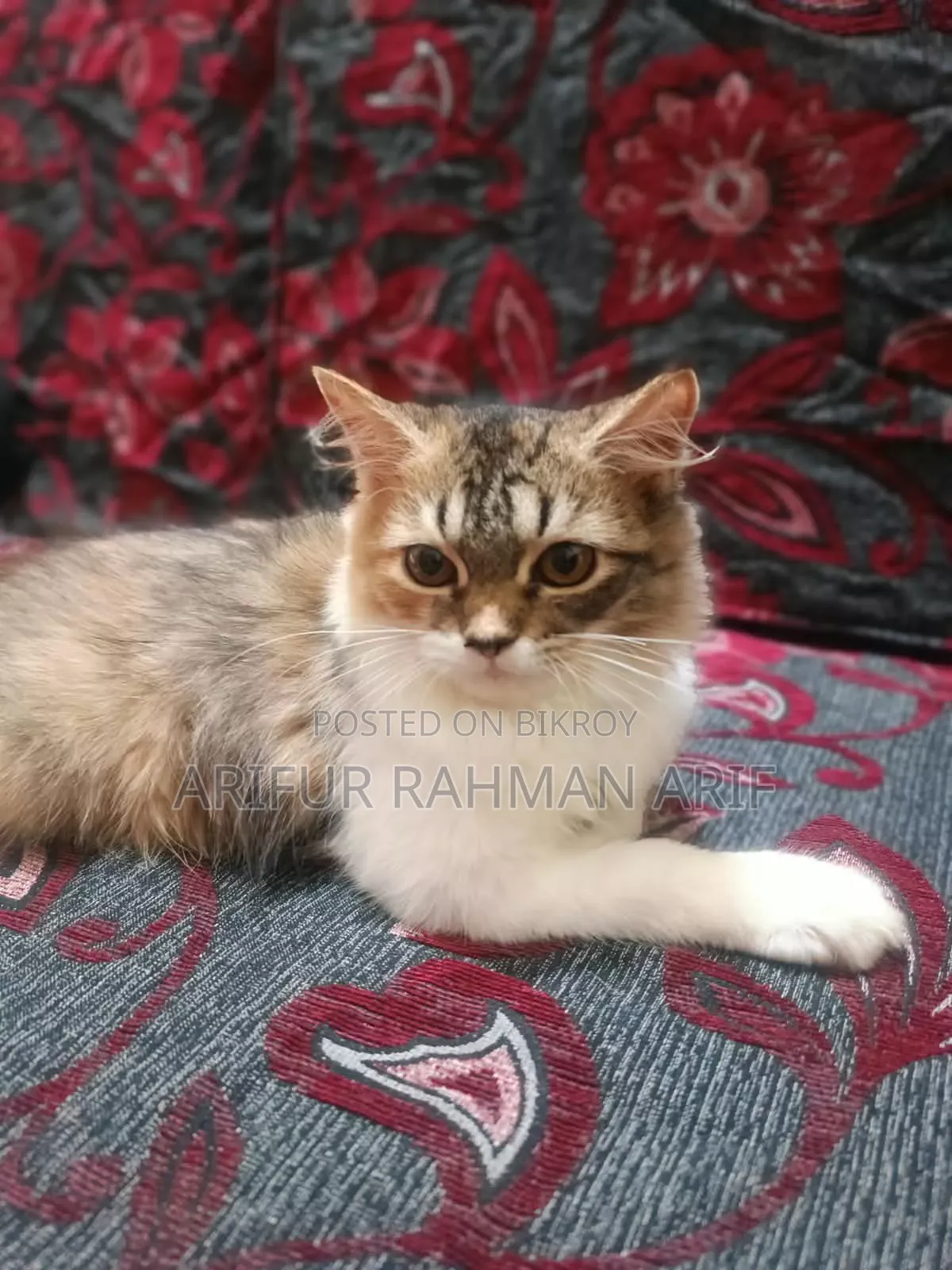 ১-৩ মাসের ফিমেল পিউরব্রেড পার্সিয়ান বিড়াল