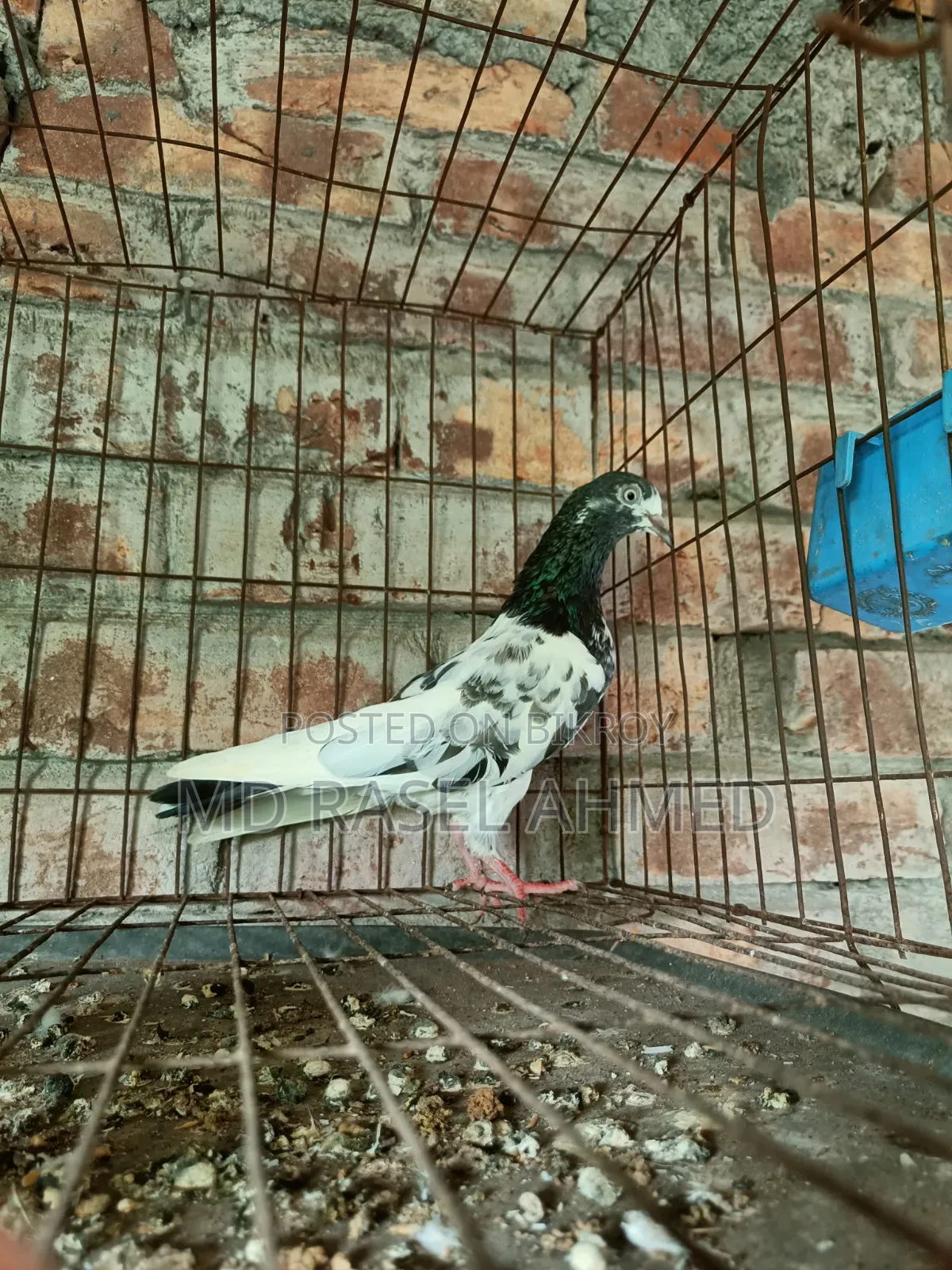 টেডি ফিমেল