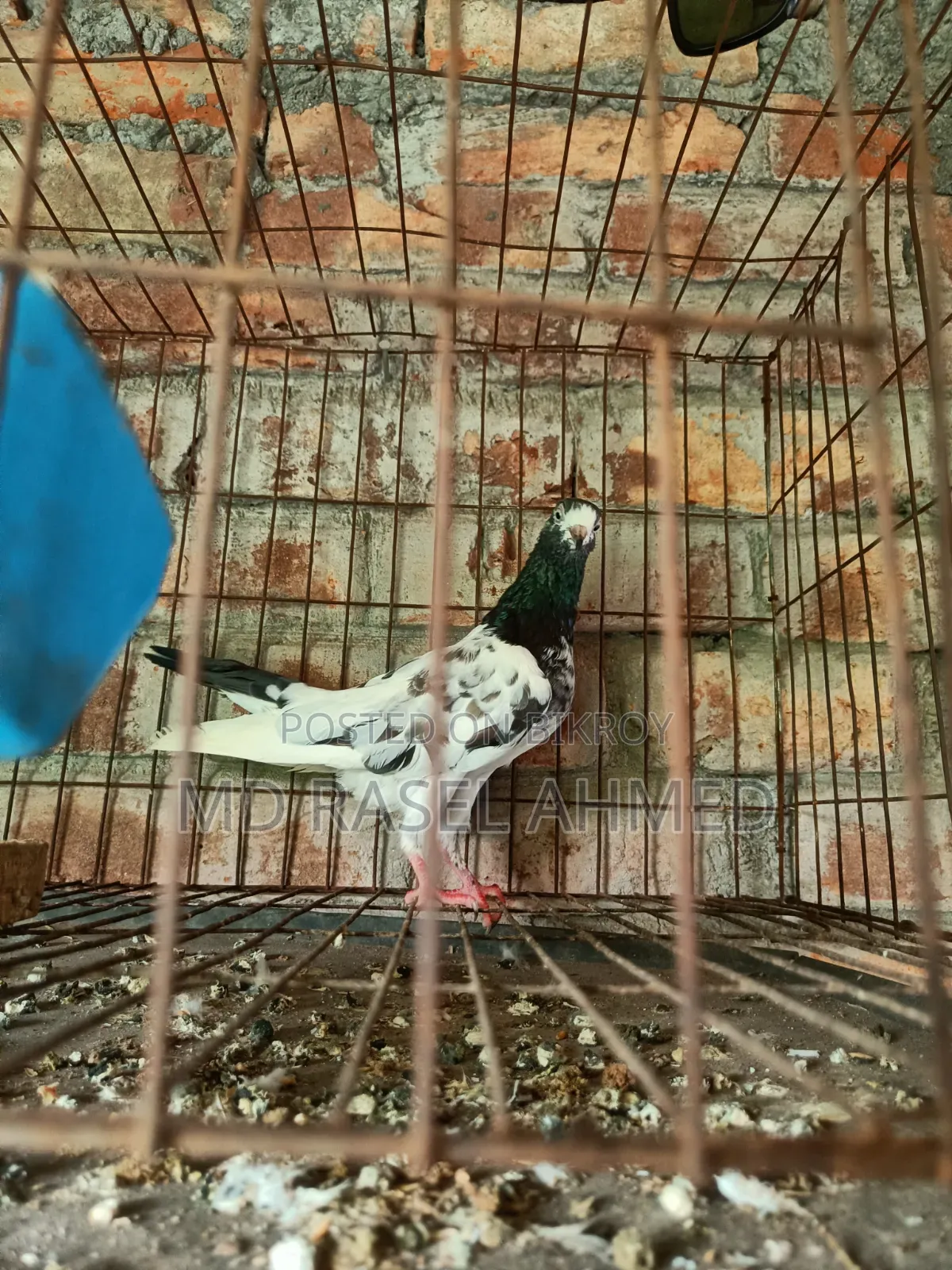 টেডি ফিমেল