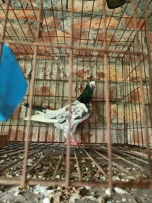 টেডি ফিমেল