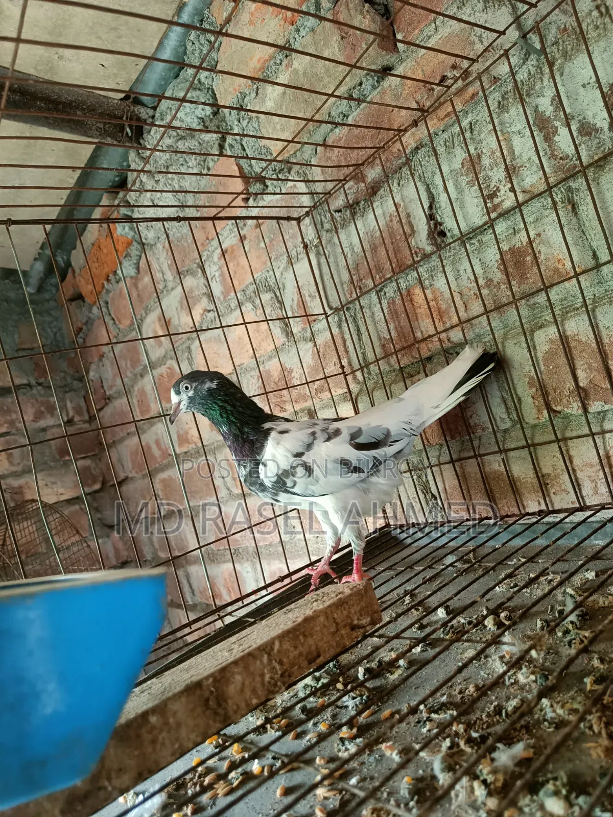 টেডি ফিমেল