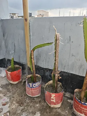 Dragon Fruit Sapling