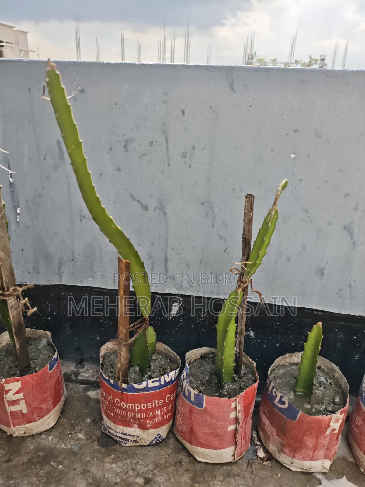 Dragon Fruit Sapling