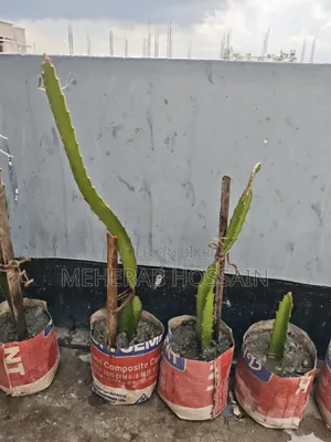 Dragon Fruit Sapling