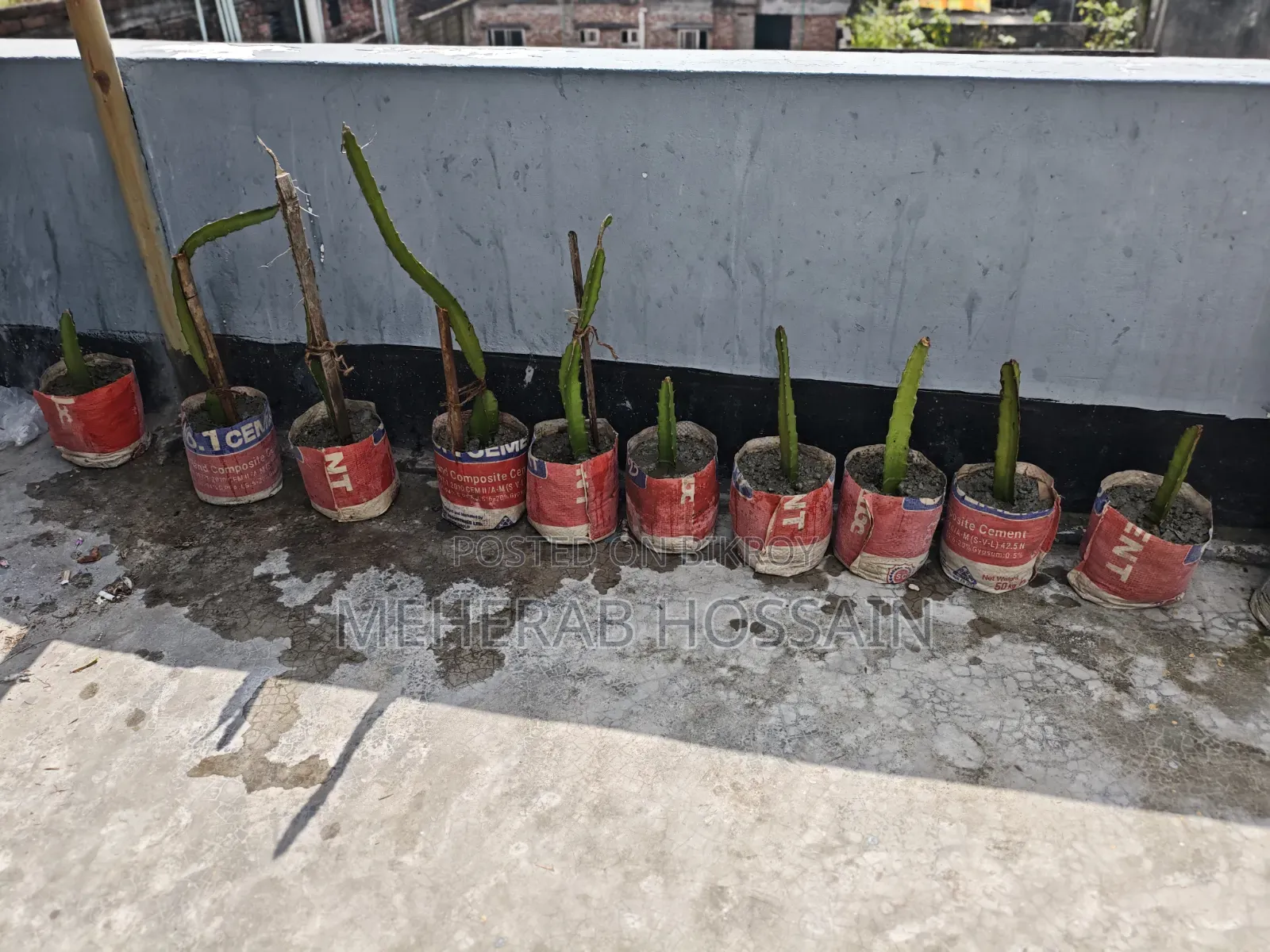 Dragon Fruit Sapling