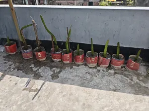 Dragon Fruit Sapling
