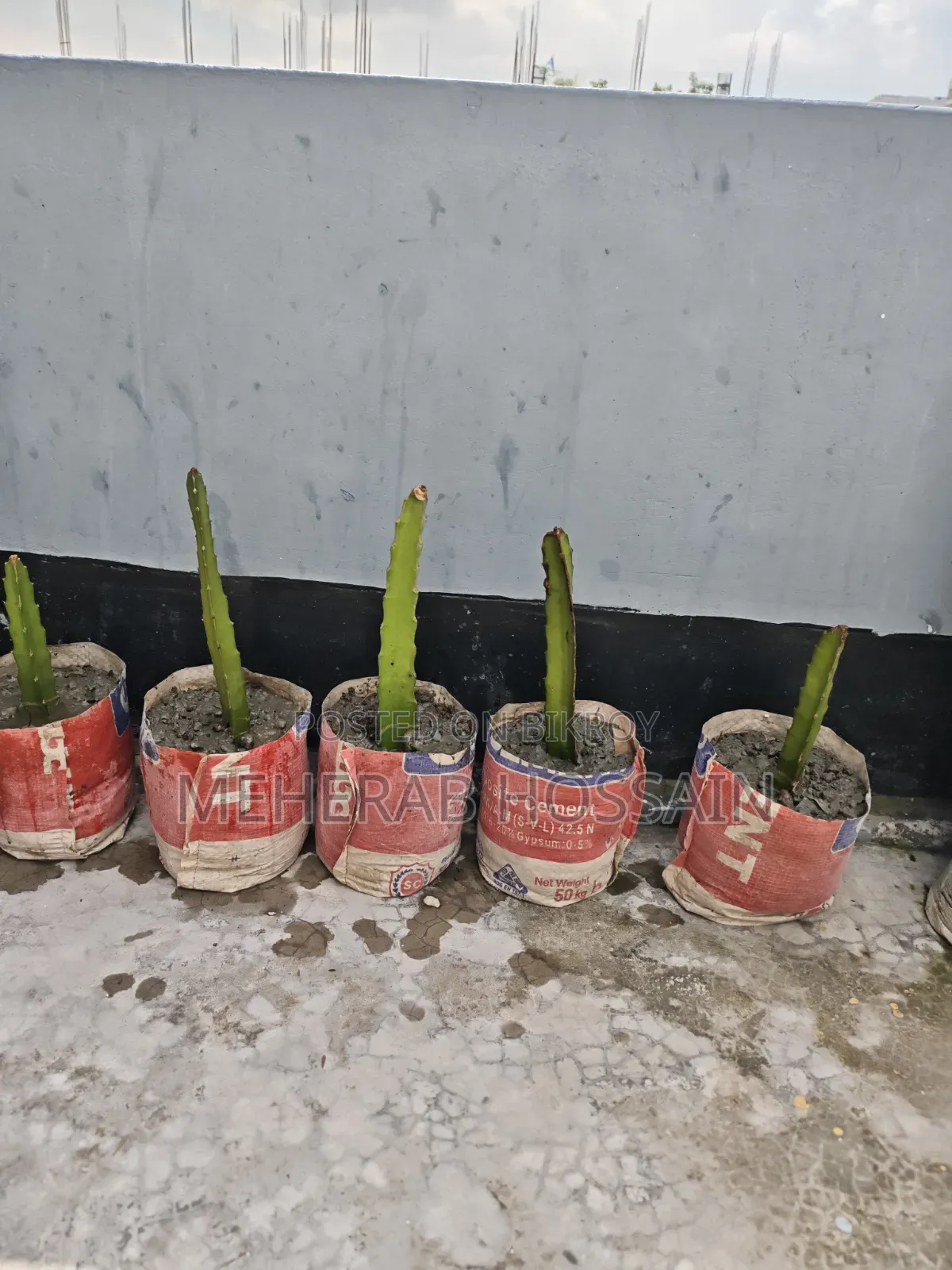 Dragon Fruit Sapling