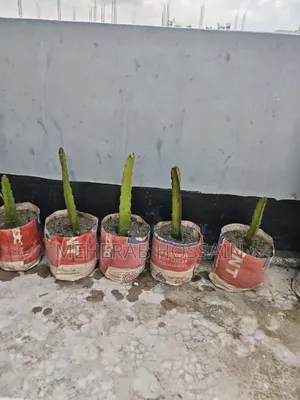 Dragon Fruit Sapling