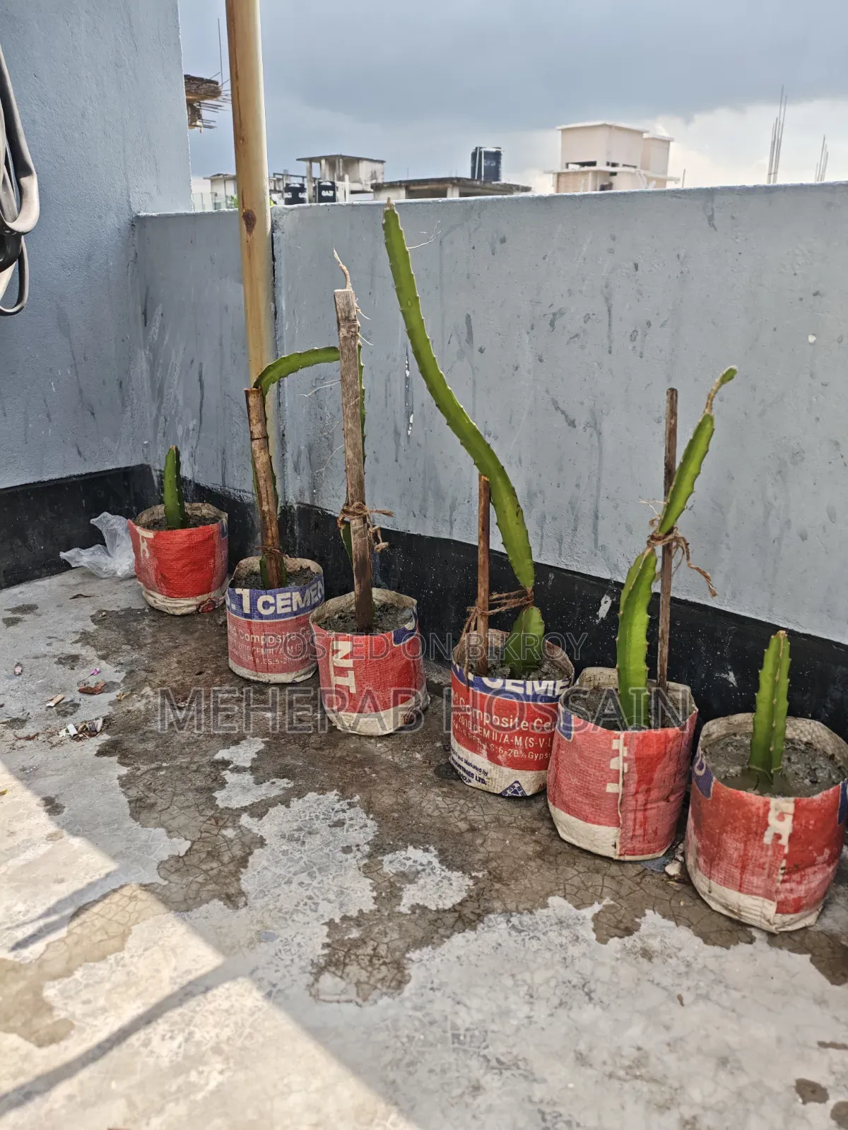 Dragon Fruit Sapling