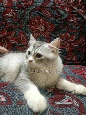 ১-৩ মাস বয়সী ফিমেল পিওরব্রেড পার্সিয়ান