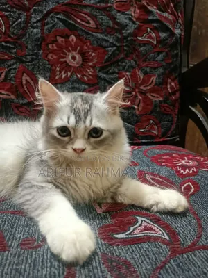 ১-৩ মাস বয়সী ফিমেল পিওরব্রেড পার্সিয়ান