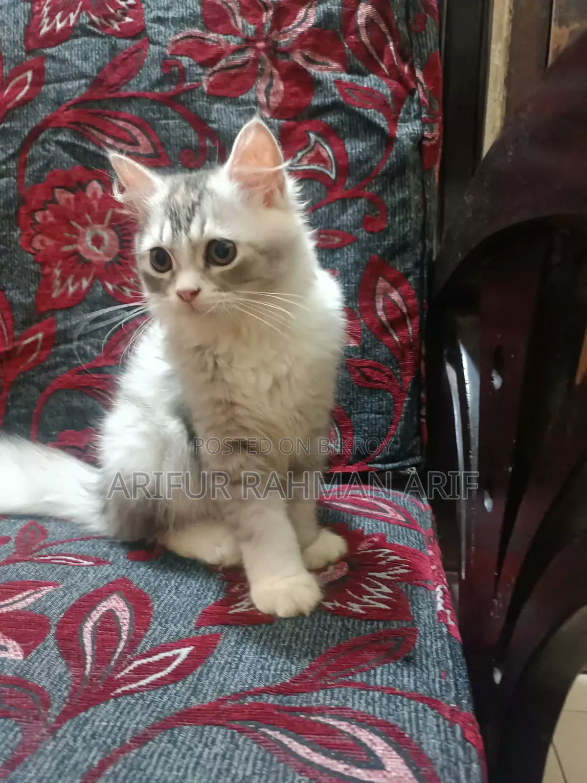 ১-৩ মাস বয়সী ফিমেল পিওরব্রেড পার্সিয়ান