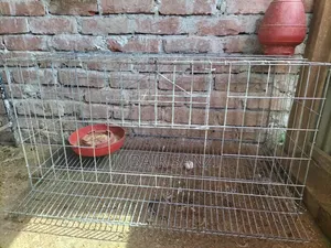 ডিম পাড়া মুরগির খাঁচা ভিতরে