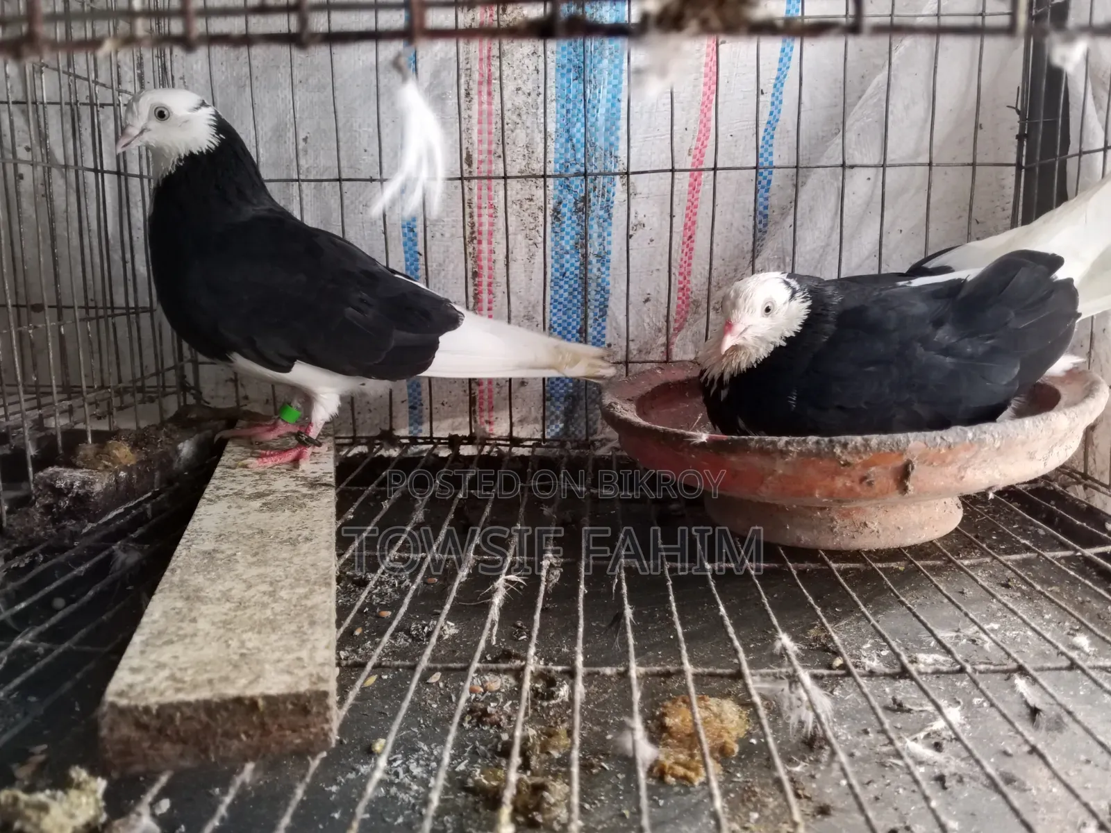 কবুতর গররা