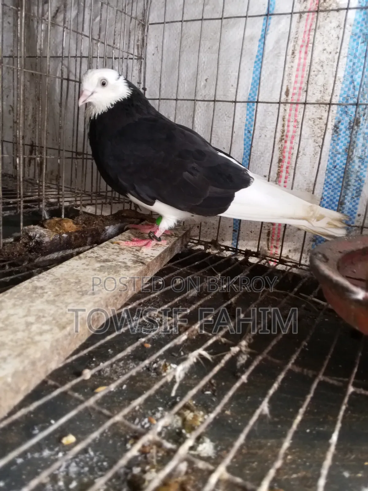 কবুতর গররা