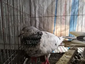 গিরিবাজ কবুতর
