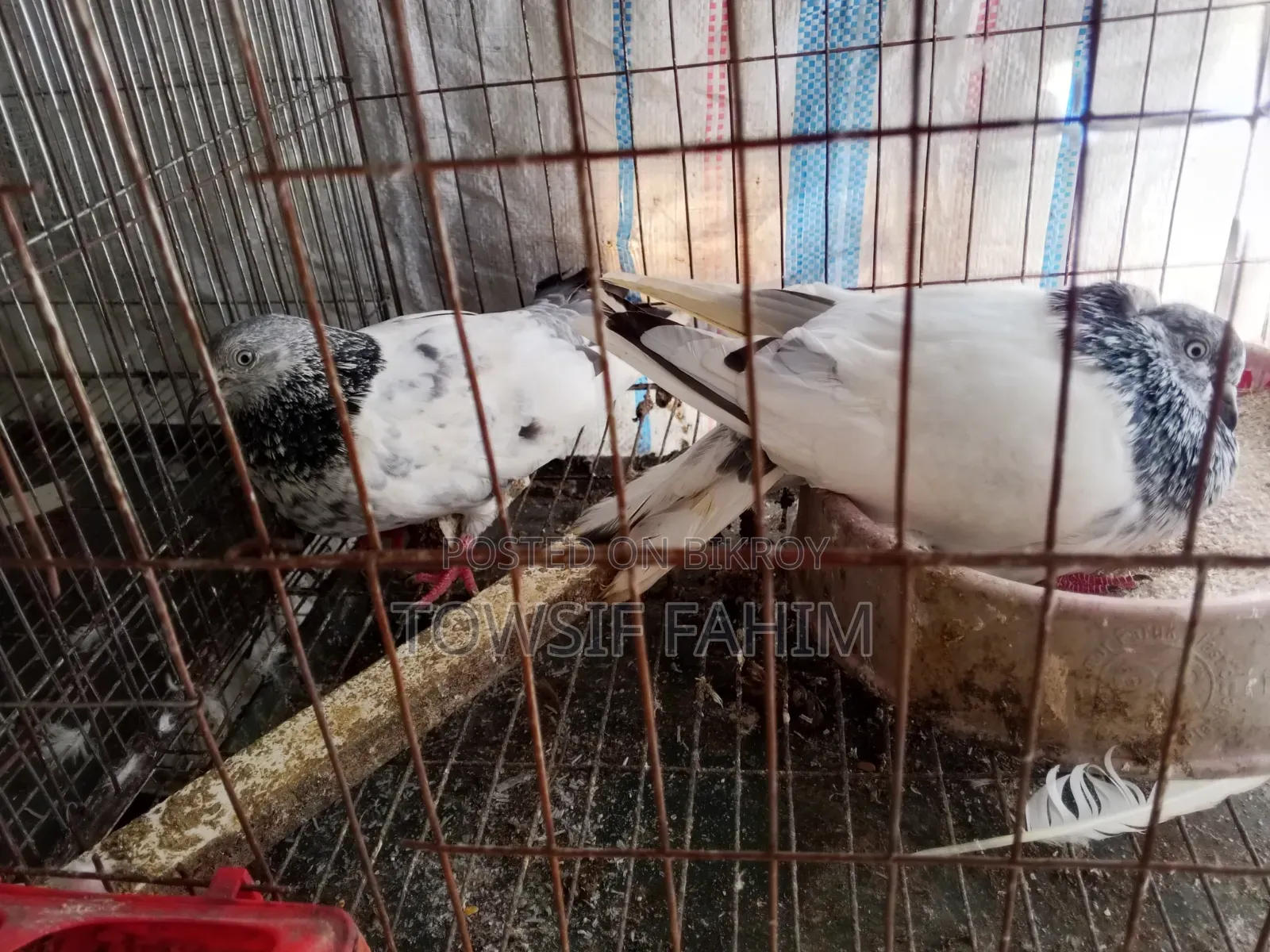 গিরিবাজ কবুতর