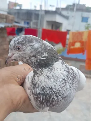 গিরিবাজ কবুতর সেল হবে