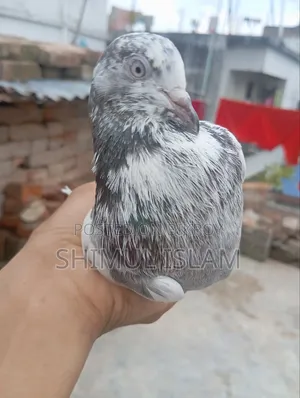 গিরিবাজ কবুতর সেল হবে