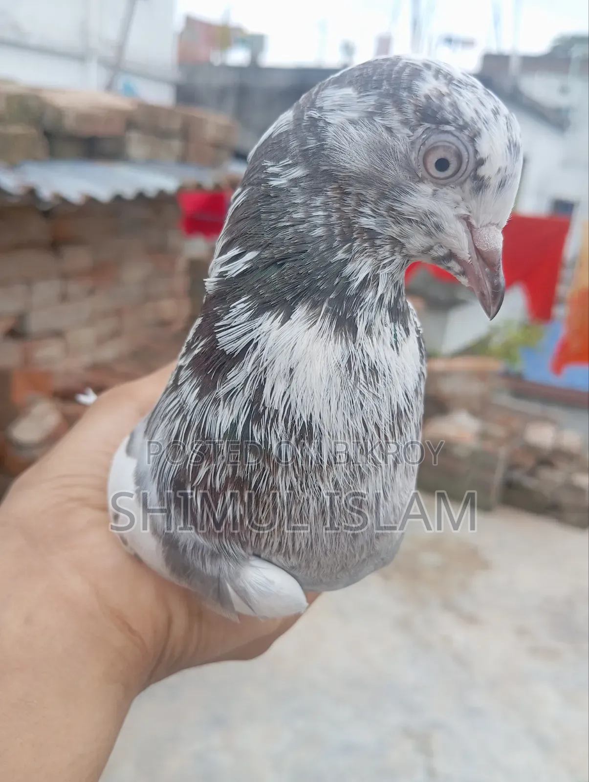 গিরিবাজ কবুতর সেল হবে
