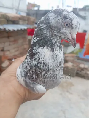 গিরিবাজ কবুতর সেল হবে