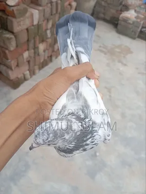 গিরিবাজ কবুতর সেল হবে