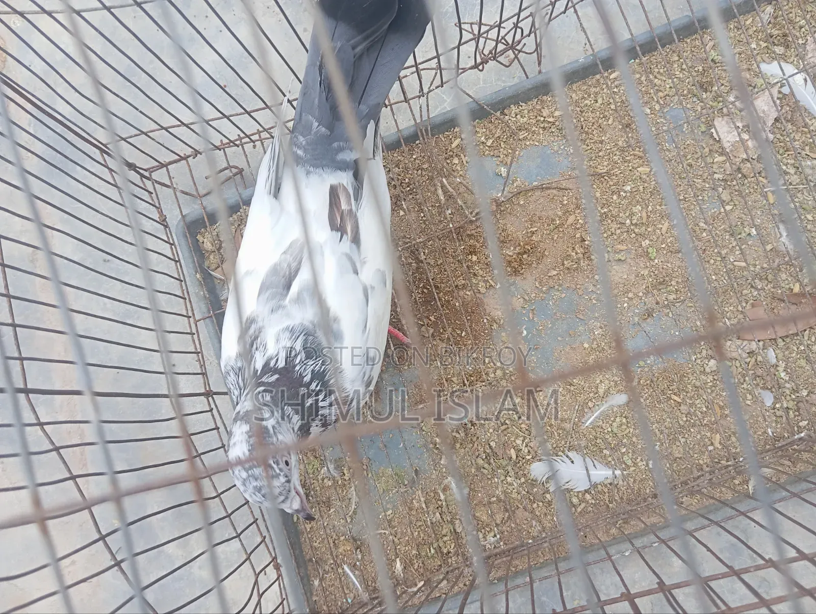 গিরিবাজ কবুতর সেল হবে