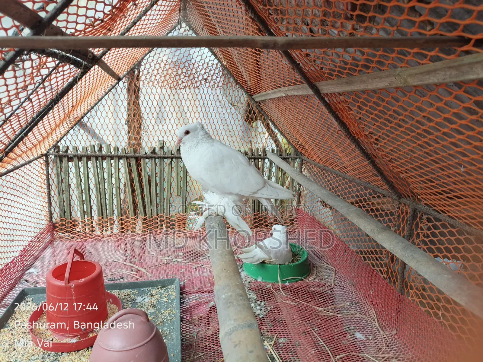 মাফড ফ্যান্সি
