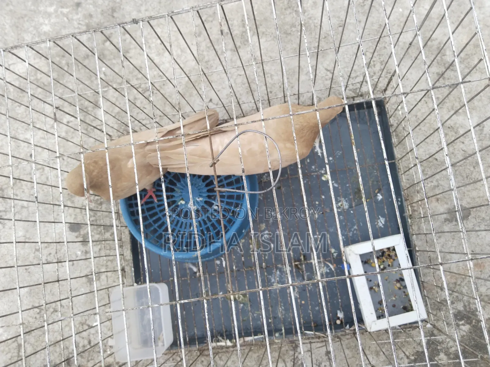 Kubutor for sell